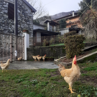 Pulcinotti maschi di pura bionda piemontese