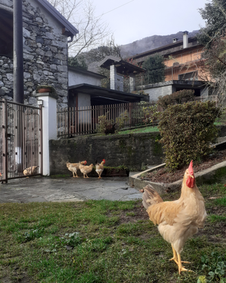 Pulcinotti maschi di pura bionda piemontese