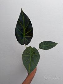 Alocasia regal shield
