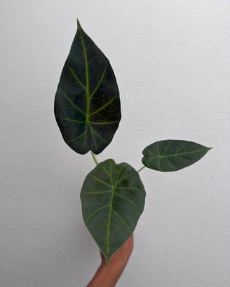 Alocasia regal shield
