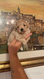 Maltipoo mini