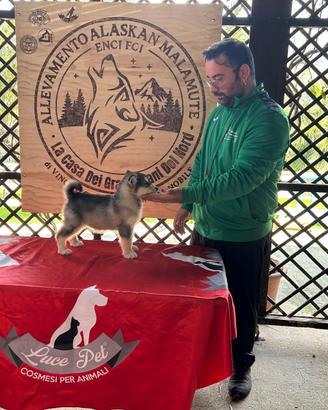 Cuccioli Alaskan Malamute