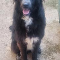 Cucciola