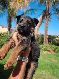 Cuccioli di Pastore Tedesco  
