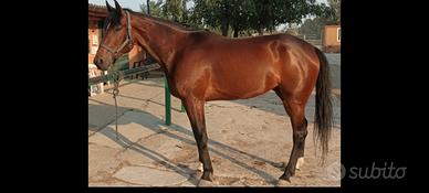 Cavallo Italiano Trotter