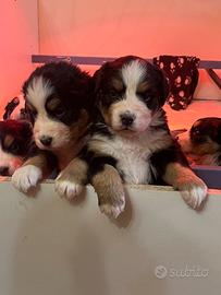 Cucciole bovari del bernsese