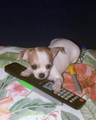 Dolcissimo cucciolo di Chihuahua
