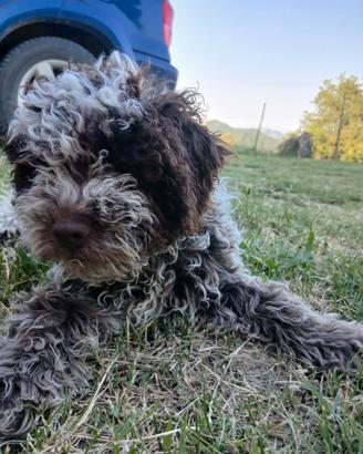 Lagotto romagnolo