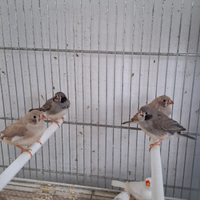 Passeri del giappone e bengalini