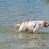 Setter Inglese maschio