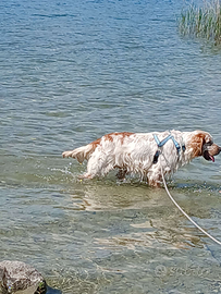 Setter Inglese maschio