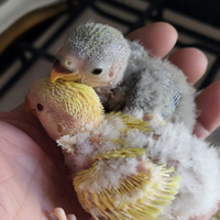 Pulli di inseparabili