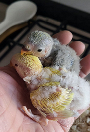 Pulli di inseparabili