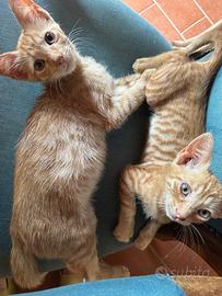 Regalasi gattini