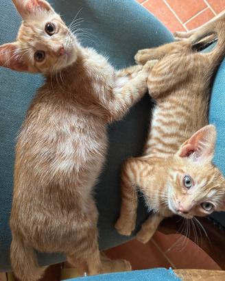 Regalasi gattini