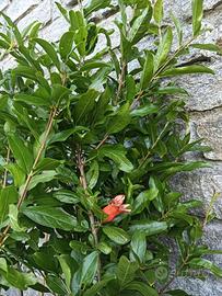 Piante di melograno