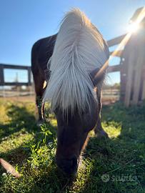 Pony shetland