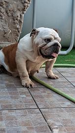 Bulldog inglese