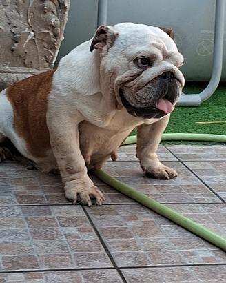 Bulldog inglese