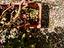 Immagine 11