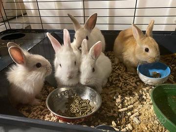 Attività di prodotti per Animali e Acquarium INTRO