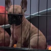 Disponibile cucciola di bulldog francese