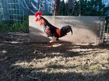 Coppia galline americane