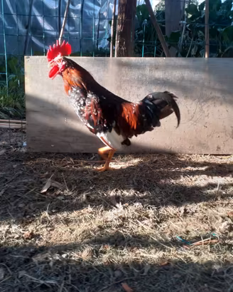 Coppia galline americane