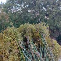 finocchietto selvatico