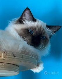 Sacro di Birmania cucciolo