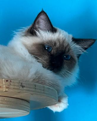 Sacro di Birmania cucciolo