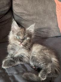 Maine coon kitten
