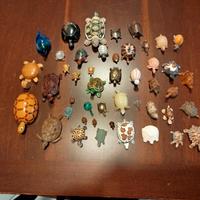 Collezione tartarughe