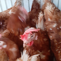 Galline