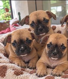 Cuccioli mix bulldog francese