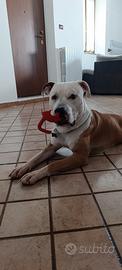 Amstaff maschio da monta