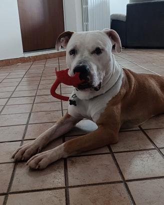 Amstaff maschio da monta