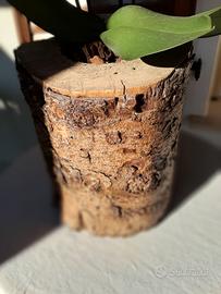 Vaso fatto da tronco verniciato, per orchidea