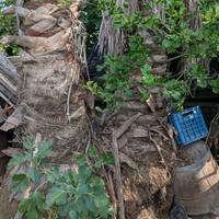 Palma Washingtonia - 10/15 MT (20 Anni)