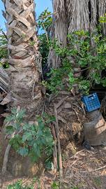 Palma Washingtonia - 10/15 MT (20 Anni)