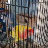 Coppia di inseparabili