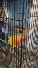 Coppia di inseparabili