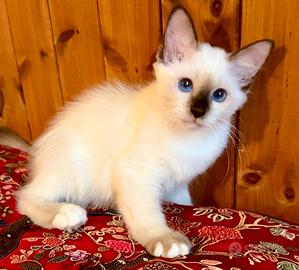 Cucciola Birmano seal point con pedigree