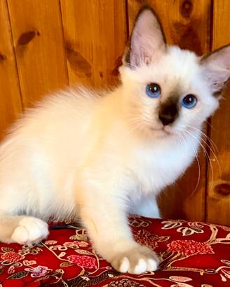 Cucciola Birmano seal point con pedigree