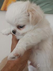 Chihuahua con pedigree