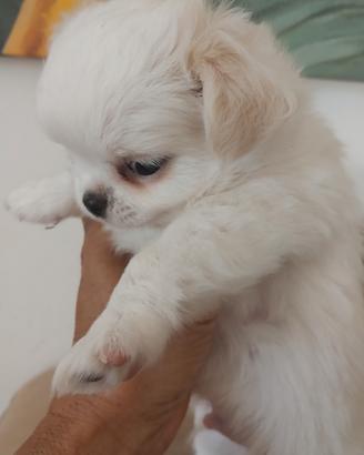 Chihuahua con pedigree