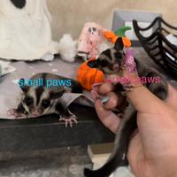 Petauro Dello Zucchero