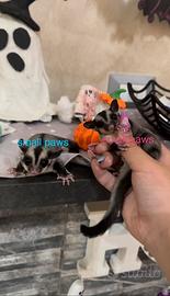 Petauro Dello Zucchero