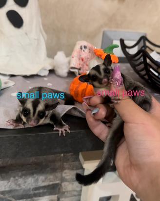 Petauro Dello Zucchero