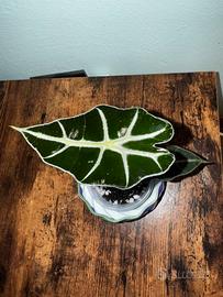Alocasia Polly
